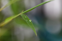 15_06_2012-400-9355_raw